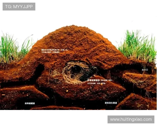 潜入地下：揭秘“鼹鼠特工”——不为人知的秘密行动与非凡智慧